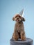 dog in a festive cap. Nova Scotia Duck Tolling Retriever on a blue background.