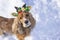 Dog in a festive Christmas costume. English Cocker Spaniel wearing a headband with reindeer horns. concept of celebrating new year