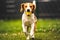 Dog fetch a yellow ball in backyard. Active training with beagle dog