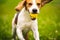 Dog fetch a yellow ball in backyard. Active training with beagle dog