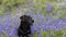 A Dog in a field of Bluebell flowers.