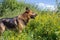 Dog in field flowers,dog shepherd in the wild in yellow flowers looking sideways