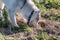 The dog in the field sniffs the ground in search of a trace