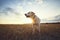 Dog on field at sunset