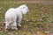 Dog in field wearing crown