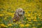 Dog in Field of Yellow Flowers