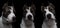 dog fighting breeds - American pit bull terrier - on a black background in studio isolated. collage