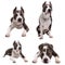 dog fighting breeds - American pit bull terrier - on a white background in studio isolated. collage