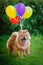 The dog flies on balloons