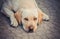 Dog on the floor, yellow labrador, thoughtful and dreaming. Dog sadness, focus on eyes.