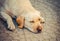 Dog on the floor, yellow labrador, thoughtful and dreaming. Dog sadness, focus on eyes.