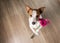 Dog with a flower. Valentine`s Day. Funny jack russell terrier. Pet at home plays