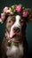 Dog with flowers. Portrait of bull Arab dog with flower crown.