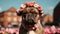 Dog with flowers. Portrait of bull Arab dog with flower crown.