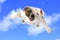 Dog flying