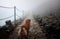 Dog in the fog. Footpath in the mountains