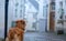 Dog in the fog. Pet in the center of town on a walk. Nova Scotia Duck Tolling Retriever