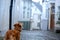 Dog in the fog. Pet in the center of town on a walk. Nova Scotia Duck Tolling Retriever