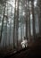 dog in a foggy forest. Pet on the nature. red Marble Australian Shepherd. Mystical