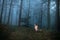 dog in a foggy forest. Pet on the nature. red Marble Australian Shepherd. Mystical