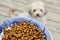 Dog Food in a Bowl Kibble Pet Food