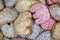 Dog food cats macr background
