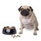 Dog with food dish