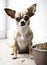 Dog food. funny Chihuahua dogs looking at the camera in home. Adorable pet. Waiting for the over. Dog food. Love for