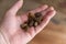 Dog food in my hand. Pellets of dry pet food lie in the open palm of a middle-aged man. A first-person view. Selective Focus