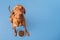 Dog food studio shot. Vizsla dog with bowl full of kibble isolated over pastel blue background. Dry pet food concept.