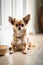 Dog food. Two funny Chihuahua dogs looking at the camera in home. Adorable pet. Waiting for the over. Dog food. Love for