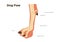 Dog foot paw and leg anatomy / infographic chart vector