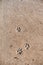 Dog foot prints on a sand. Animal trail