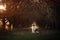 Dog on the footpath. Mystical place, trees. Australian Shepherd in nature