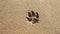 Dog footprint on beach sand. Natural background.