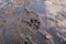 Dog footprint on clay, soil land. Turkish Kangal dogs. animal track, Tracks