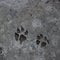 Dog footprint on concrete floor