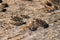 Dog footprint on the concrete floor. Because dogs walk on wet cement.