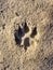 Dog footprint in the sand