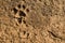 Dog footprint on soil background.Closeup of canine footprint on ground in the morning.Dog paw on earth.Animal paw on soil