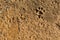 Dog footprint on soil background.Closeup of canine footprint on ground in the morning.Dog paw on earth.Animal paw on soil