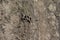 Dog footprint on soil background.Closeup of canine footprint on ground in the morning.Dog paw on earth.Animal paw on soil in farm.