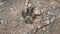 Dog footprint on the soil land Footprint dog on the earth animal track, Tracks  Dog foot prints on mud.Local dogs foot prints on e