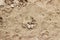 Dog footprints on a brown sandy beach outdoors