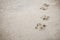 Dog footprints on cement concrete floor