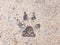 The dog footprints or the dog step on concrete cement street look