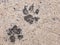 The dog footprints or the dog steps on concrete cement street look