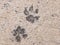 The dog footprints or the dog steps on concrete cement street look