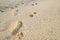 Dog footprints beside the human footprints