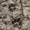 Dog footprints imprinted in the mud